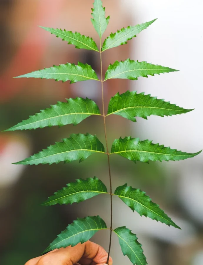 De kracht van Niem in Ayurveda